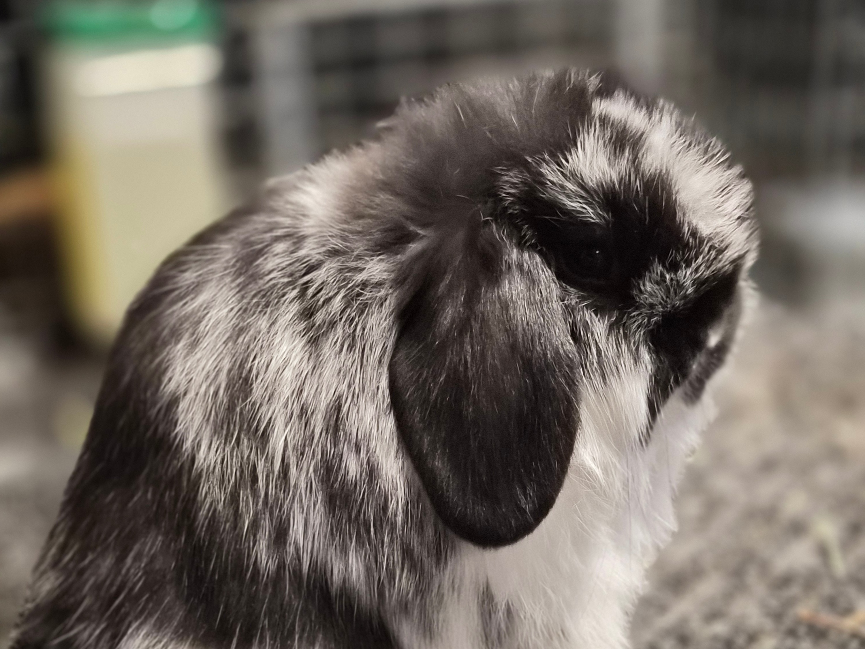 Rabbitry photo