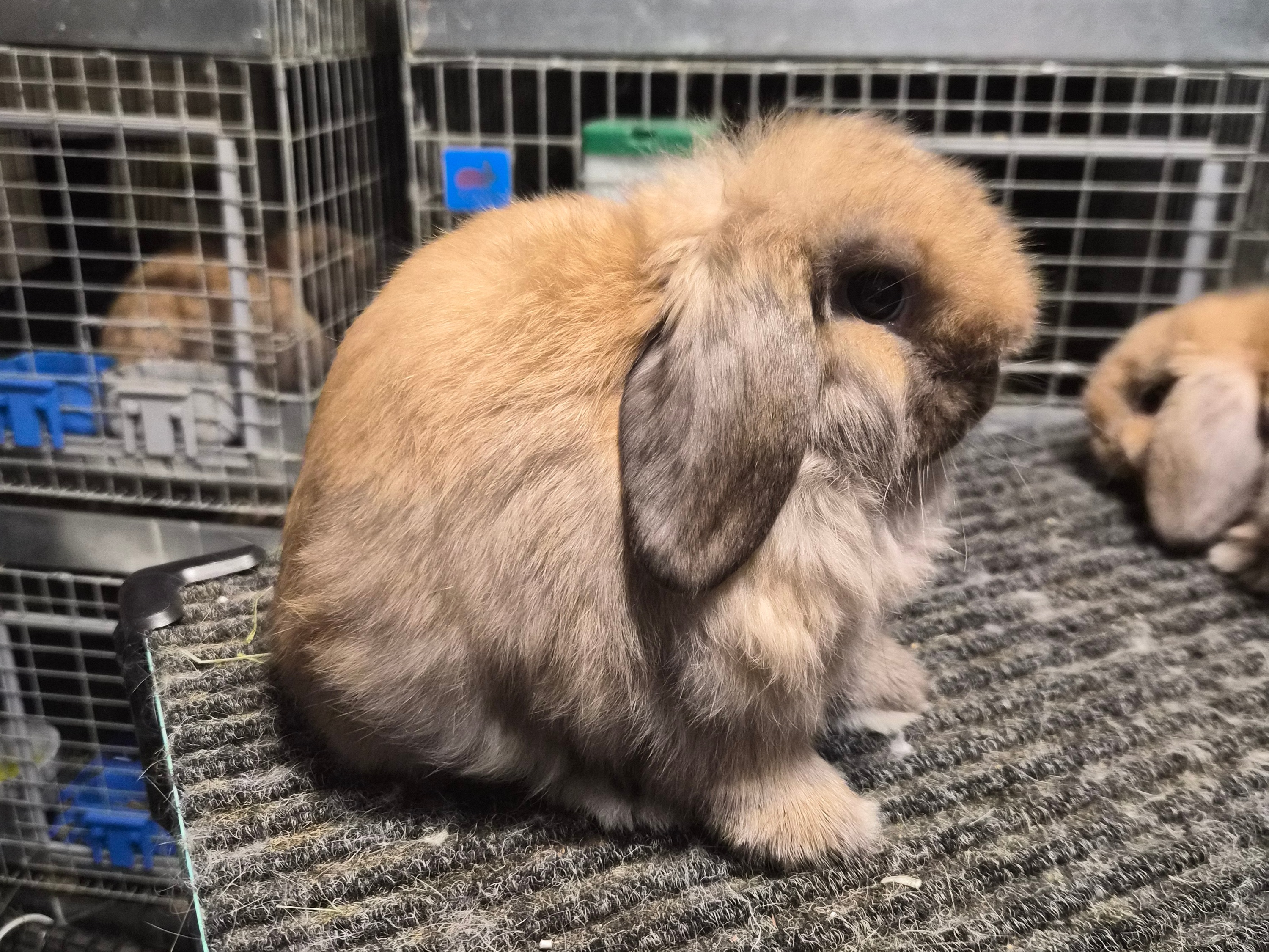 Rabbitry photo